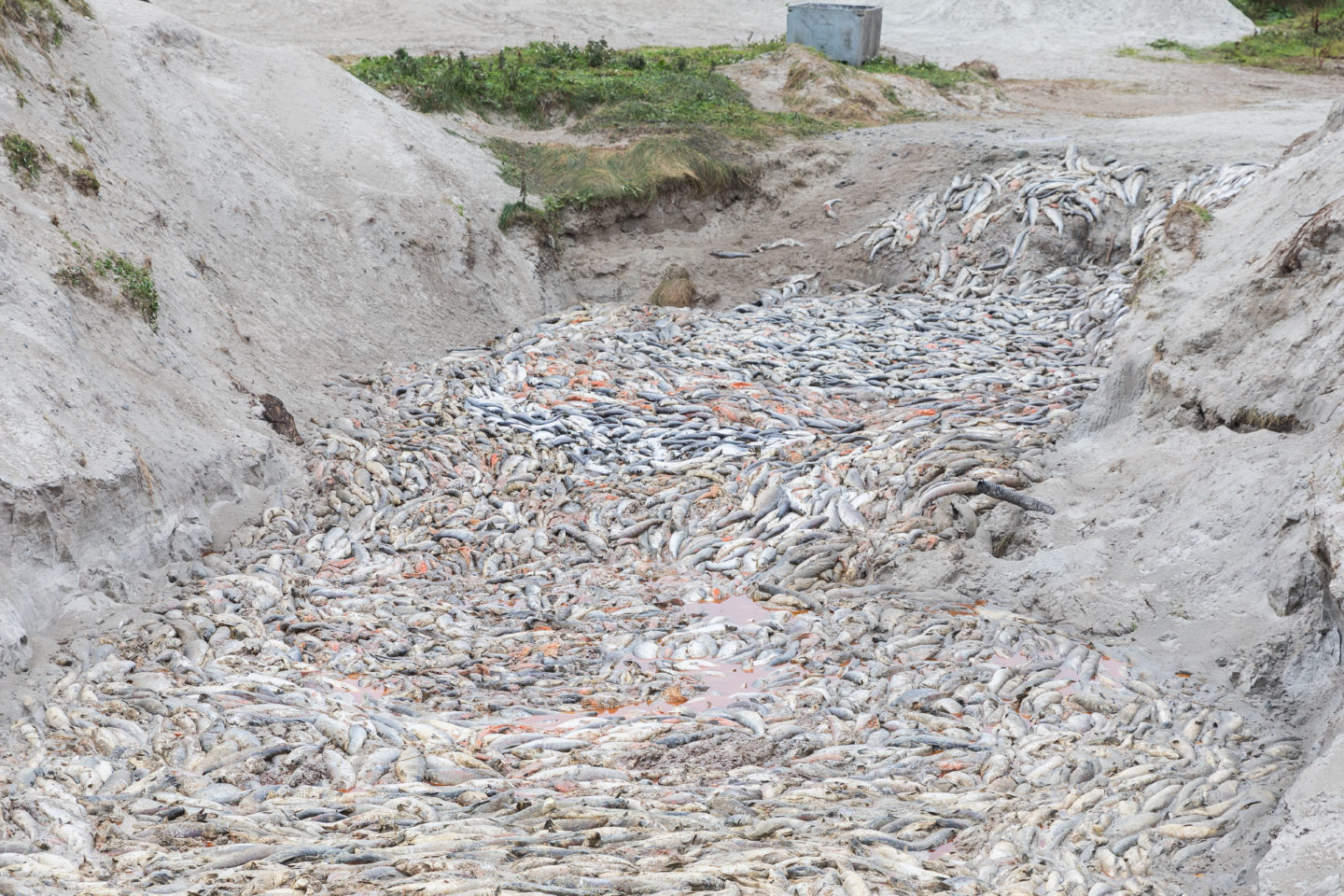 salmon deaths