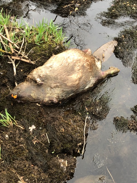 beavers