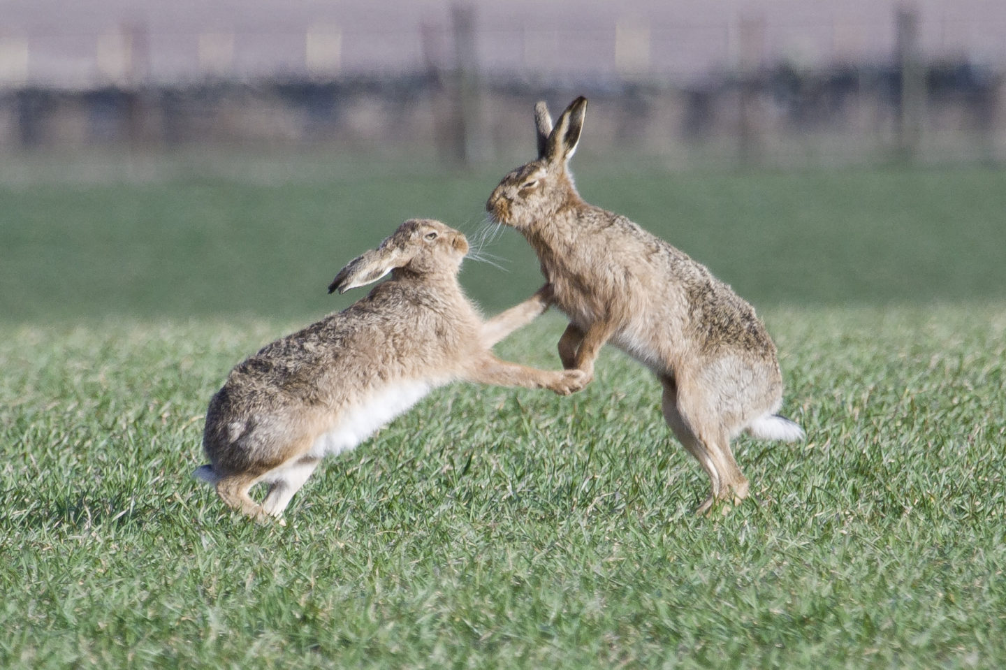 brown hares
