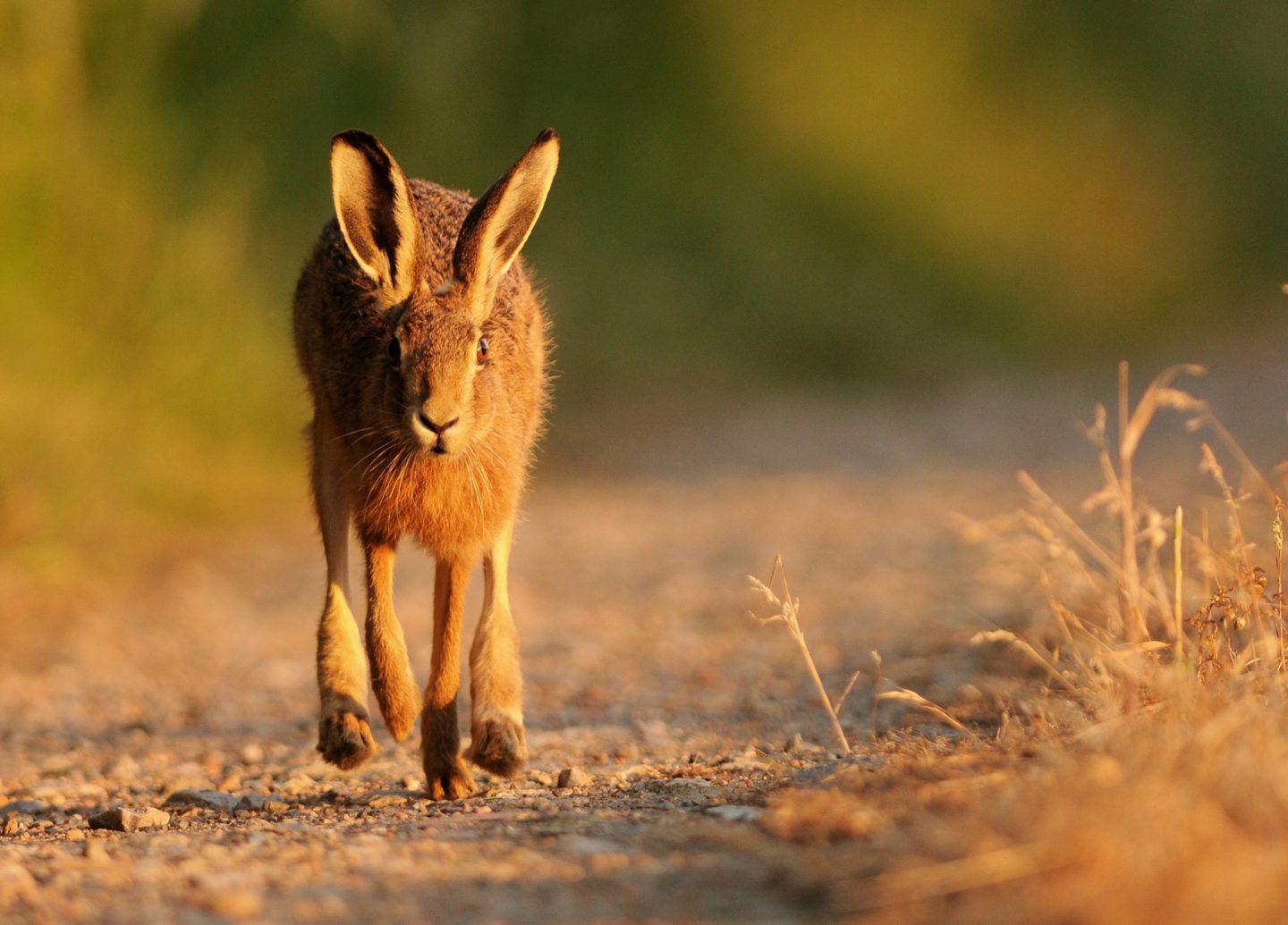 brown hares