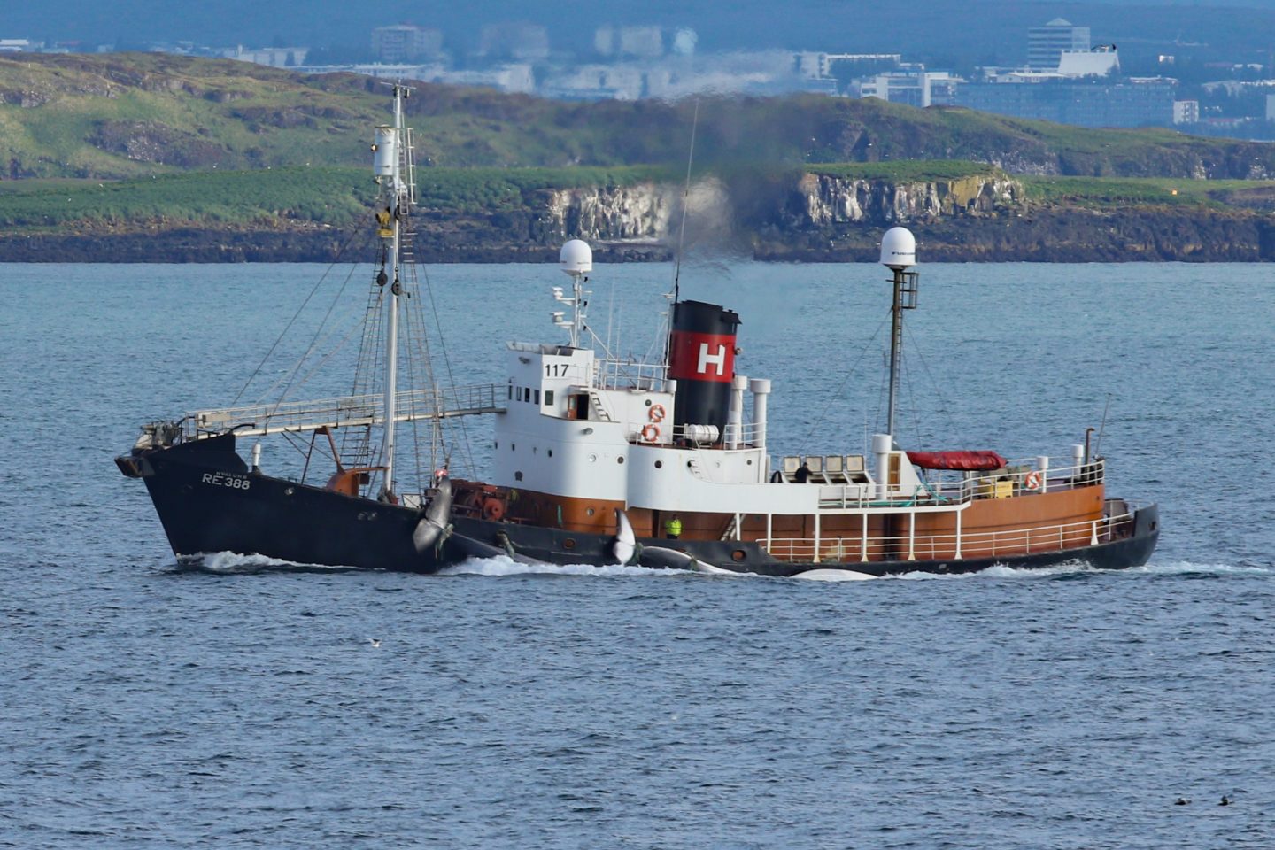 The Hvalur 8 bringing in a Fin whale (right) and a Blue whale (left).