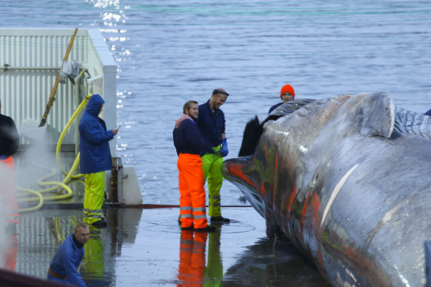 Taking photos at the head of the alleged blue whale.