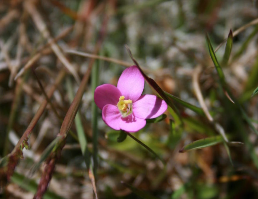 ramsar